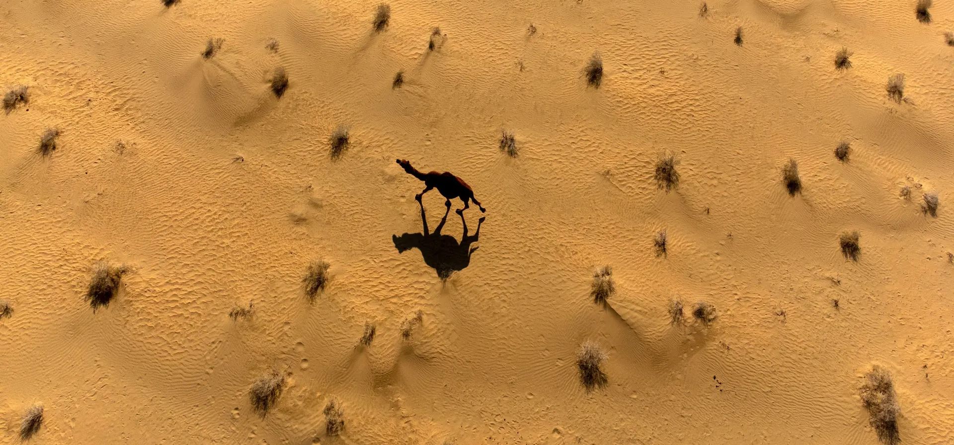Un camello vaga por el desierto de la provincia sureña de al-Muthanna, Samawa, Irak. Fotografía: Hussein Faleh/AFP/Getty Images Un camello vaga por el desierto de la provincia sureña de al-Muthanna, Samawa, Irak. Fotografía: Hussein Faleh/AFP/Getty Images