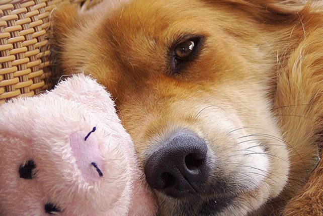 Cómo elegir el nombre para la mascota