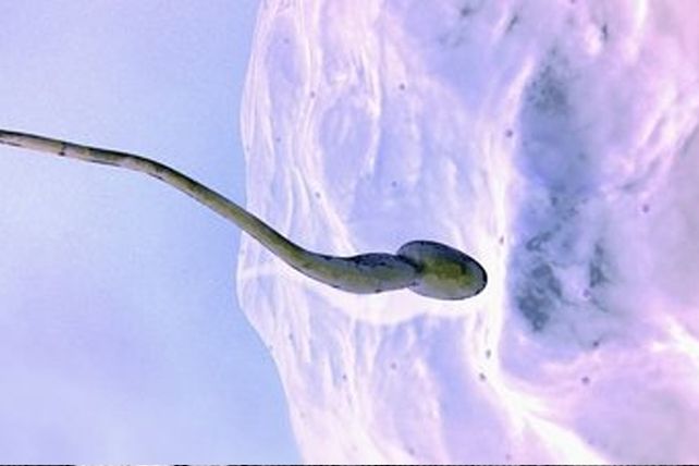 Descubren el “imán” del óvulo para anclar espermatozoides