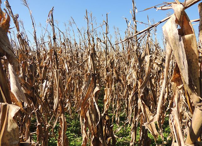Con riegos climáticos
