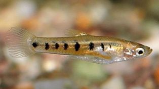 Peces gratis para combatir el dengue