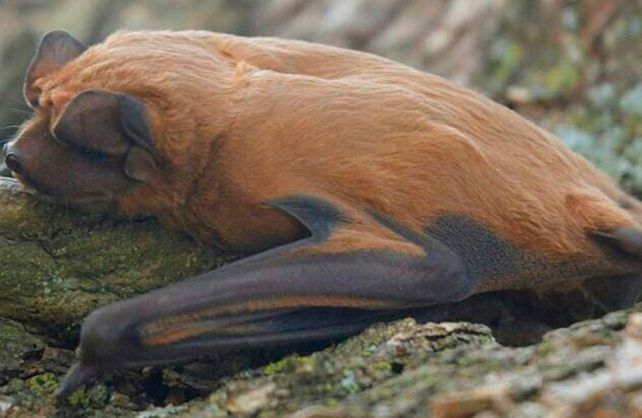 Identificaron una nueva especie de murciélago que habita el sur de Santa Fe