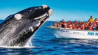 Más de 1.300 ballenas francas ya se pueden ver en las costas de Chubut