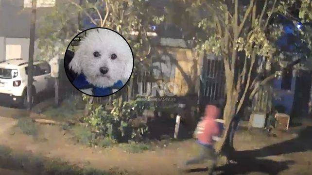 Robo de caniche: Teddy