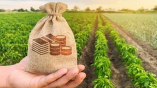 Impuestos según cultivos. La participación del Estado en soja es del 67,9%, maíz 53,4%, trigo 62,0% y girasol 49,3%.
