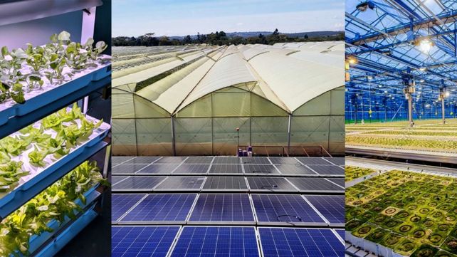 Alternativas de energía renovables que puede aprovechar el agro argentino