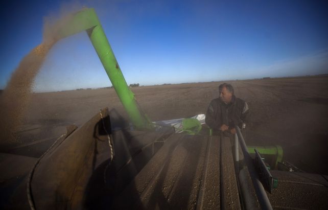 Verdes. El tipo de cambio diferencial ofrecido por el gobierno aceleró las ventas de soja.