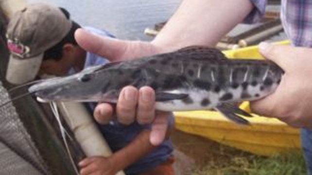 Protegen un inusitado cardumen de surubíes detectado en el río Paraná