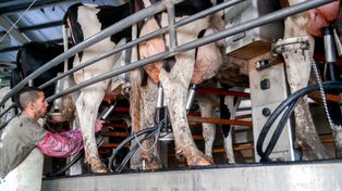 Tamberos. Los productores lecheros se quejan de que se dolarizaron los costos pero el precio sigue en pesos.