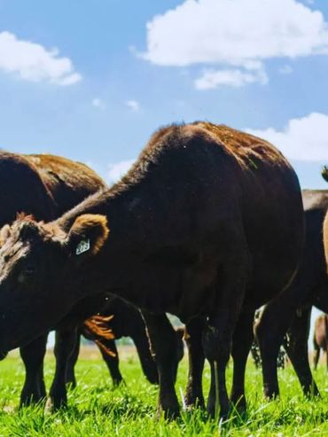 Rosgan y la Mesa de las Carnes ponen el foco en el crédito para el desarrollo ganadero