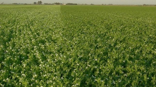Inoculación en legumbres: la práctica que garantiza un mayor retorno de inversión