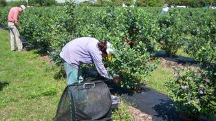 Rescatan a trabajadores esclavizados en Misiones