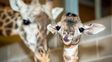 Un video muestra el nacimiento de una jirafa en el zoológico porteño
