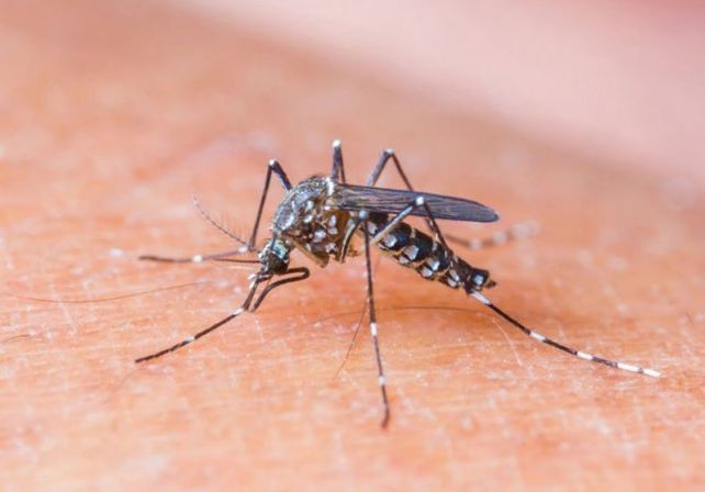 Descubren por qué los mosquitos pican más a unas personas que a otras
