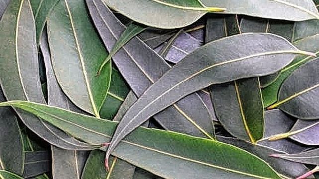 Otro perfume contundente es el del eupcalipto para el entrenamiento olfativo