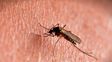 Confirman cinco casos de chikungunya en la ciudad de Santa Fe: los síntomas