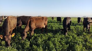 La Jersey es una raza que se caracteriza por ser de menor tamaño, precoz y produce más sólidos por hectárea.