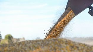 Precios: Argentina capitaliza el rally del trigo y el maíz, mientras la soja sufre por la falta de lluvias