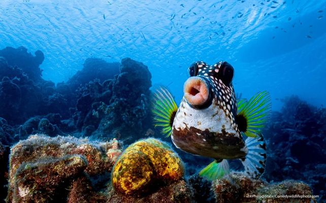 Las divertidas imágenes del concurso de vida silvestre