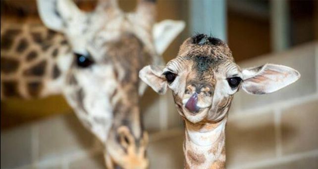 Un video muestra el nacimiento de una jirafa en el zoológico porteño