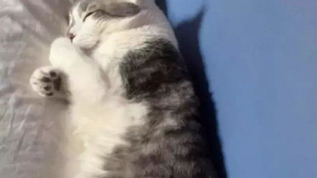 Una imagen del gato Tito que difundió su dueña.