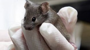 Científicos descubrieron la forma de rejuvenecer ratones y ya lo prueban en humanos
