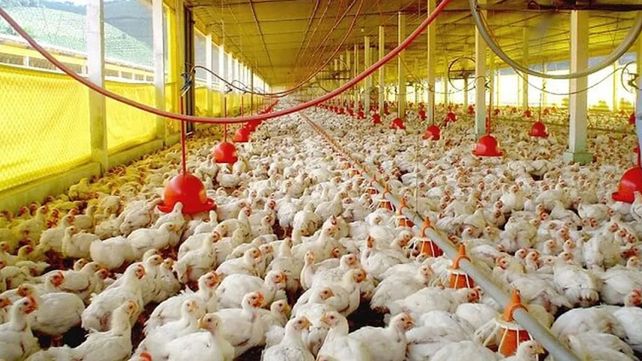 En Entre Ríos extreman los cuidados para evitar casos de gripe aviar