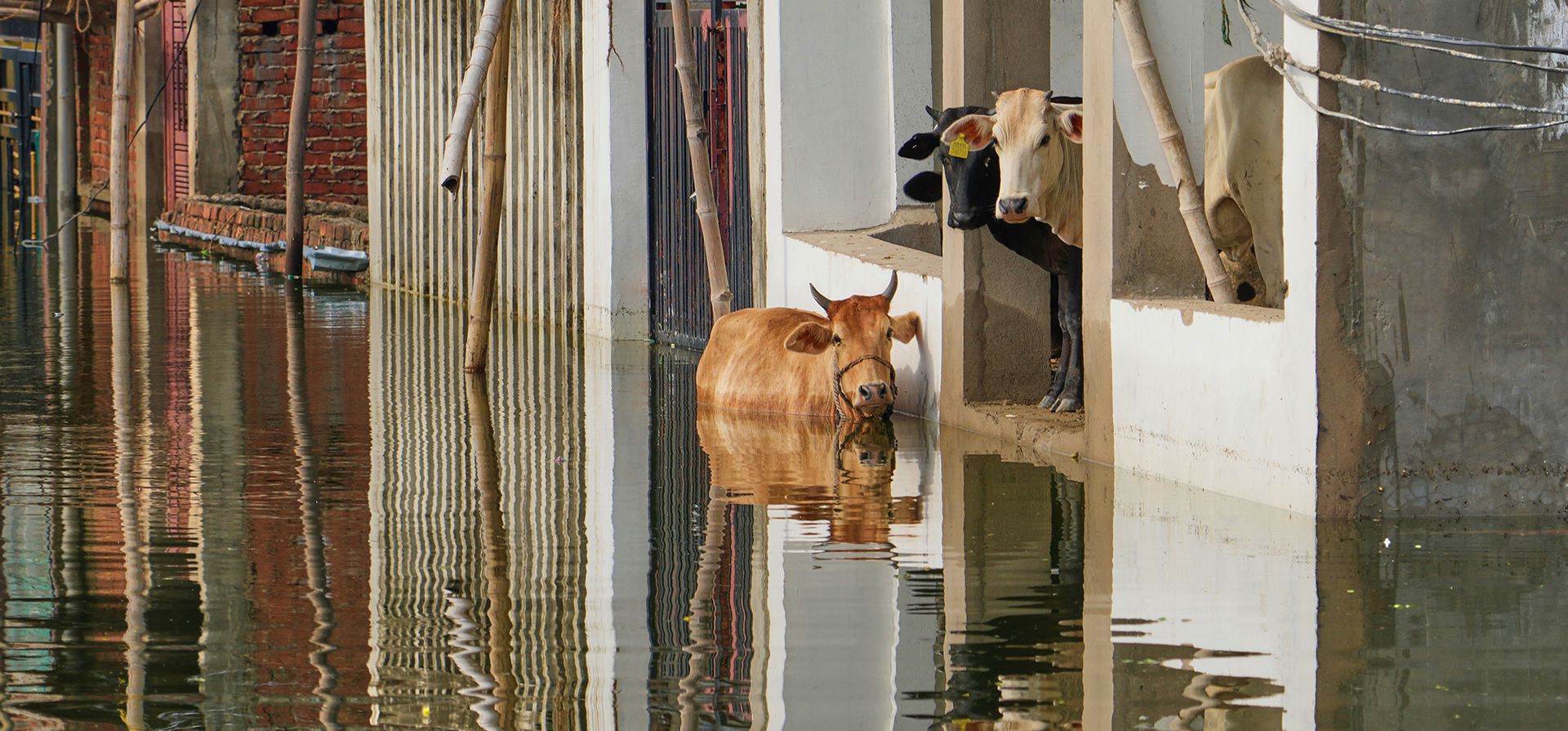 Vacas varadas observan desde una casa sumergida a orillas del río Ganges tras las fuertes lluvias monzónicas en Prayagraj, India, el martes 5 de agosto de 2025. (Foto AP/Rajesh Kumar Singh) Vacas varadas observan desde una casa sumergida a orillas del río Ganges tras las fuertes lluvias monzónicas en Prayagraj, India, el martes 5 de agosto de 2025. (Foto AP/Rajesh Kumar Singh)