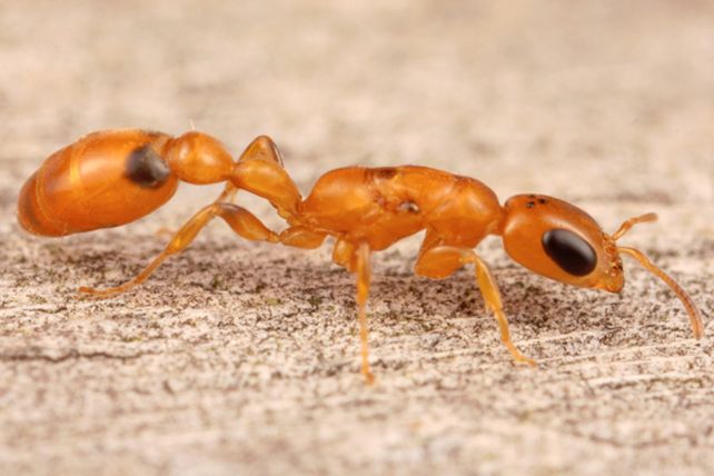 Las diez picaduras más dolorosas en el planeta