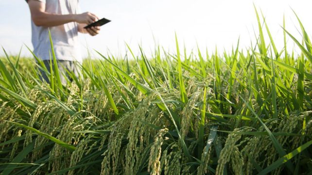 La digitalización se mete de lleno en las coberturas agropecuarias