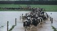éxodo. Tamberos buscan reubicar las vacas en zonas secas para evitar tener que mandarlas al matadero.