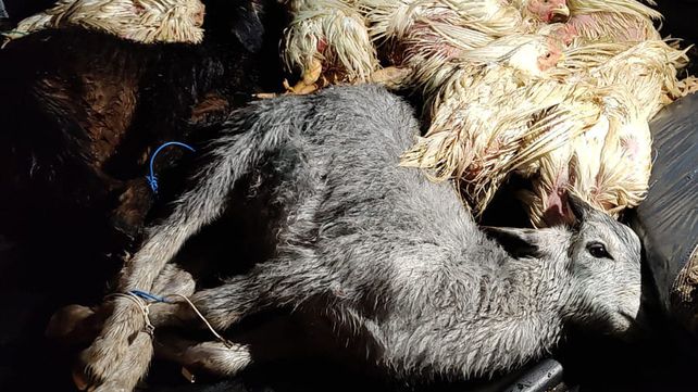 Algunos de los animales hallados en una vivienda de Roldán y que estaban a punto de ser sacrificados en un ritual umbanda.