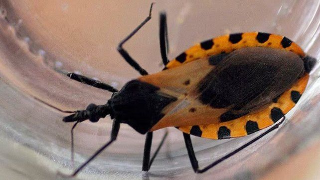Chagas en Entre Ríos: la conexión con provincias vecinas exige mantener la alerta sanitaria