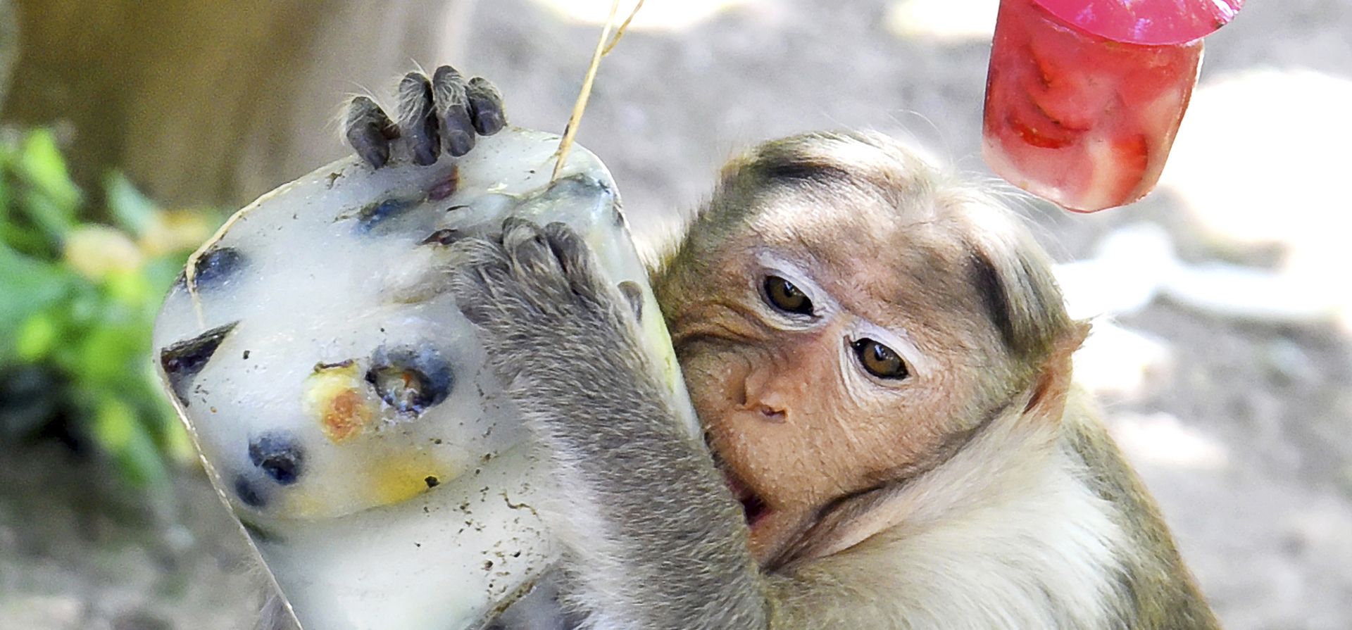 El mono de sombrero de Ceilán Lilo (Macaca sinica) disfruta de un cubo de hielo y una paleta de fresa colgada de un árbol, rellena de pepino, arándanos y uvas, en el zoológico de Eilenburg, Alemania, el miércoles 13 de agosto de 2025. (Waltraud Grubitzsch/dpa vía AP) El mono de sombrero de Ceilán Lilo (Macaca sinica) disfruta de un cubo de hielo y una paleta de fresa colgada de un árbol, rellena de pepino, arándanos y uvas, en el zoológico de Eilenburg, Alemania, el miércoles 13 de agosto de 2025. (Waltraud Grubitzsch/dpa vía AP)
