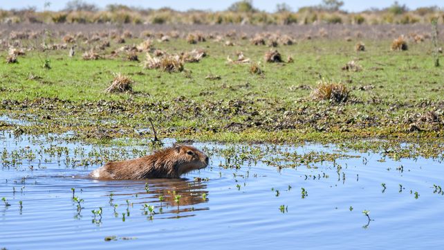Volver a la naturaleza: la nueva vida de los animales silvestres después del cautiverio