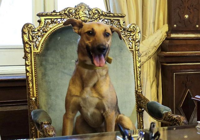 Macri sentó a su perro en el sillón de Rivadavia: Es el primer perro en llegar a ese lugar, dijo