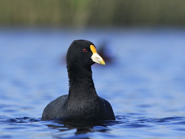 La gallareta muerta infectada fue hallada en el Parque Nacional Laguna Blanca de Neuquén.