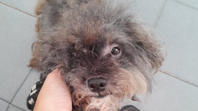 Maltrato animal. El perro fue entregado a un hogar de tránsito