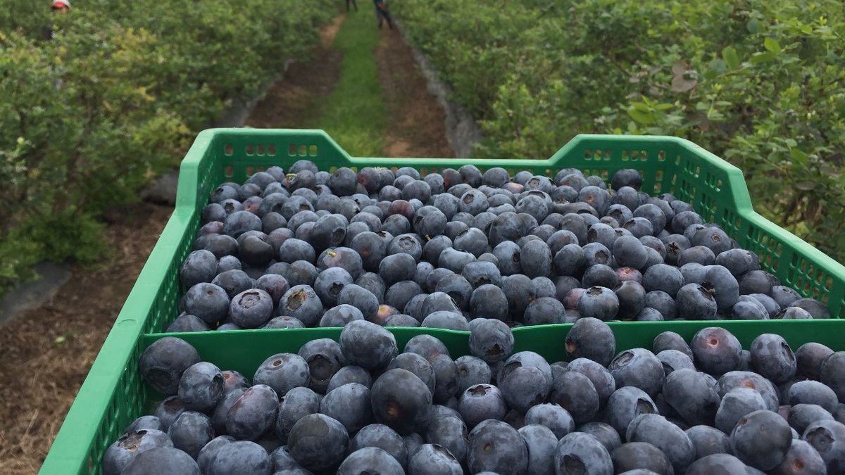 arandanos