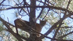 El puma que apareció en la zona de Arroyo Leyes.&nbsp;