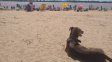 Día del Animal con playa: La Florida les abre sus puertas a las mascotas