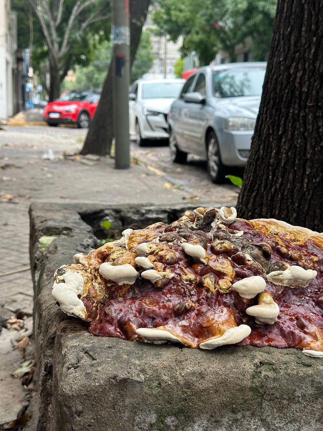 Adentro de un cantero de calle Ovidio Lagos y Mendoza vive este hongo Ganoderma