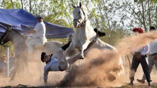 Jineteadas: cuando la tradición duele
