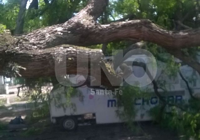 Los carribares de la Costanera quedaron bajo los árboles