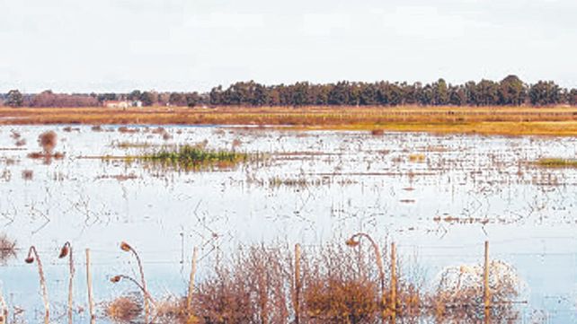 Impacto. Argentina logra ser granero del mundo por haber triplicado el área agrícola y aumentar el rendimiento por hectárea un 60%.