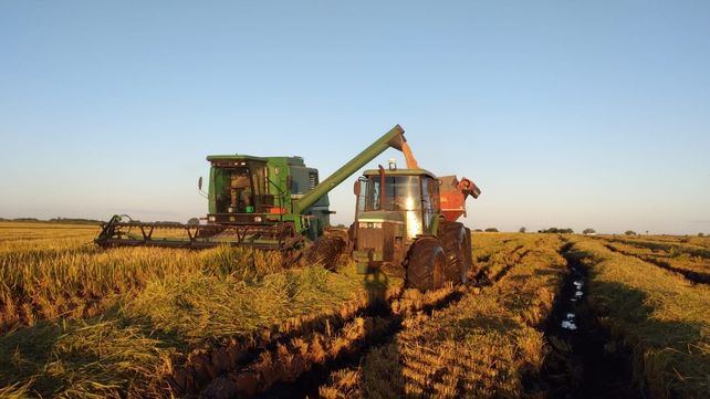 Arroz: Entre Ríos registró récord de rindes y la producción aumentó un 23%