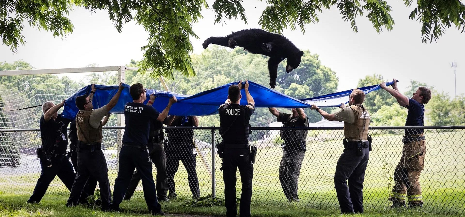 La agencia de vida silvestre de Pensilvania, los bomberos y la policía usan una gran lona azul para atrapar a un oso negro descarriado mientras cae de un árbol, Camp Hill, Estados Unidos. Fotografía: Sean Simmers/The Patriot-News/AP