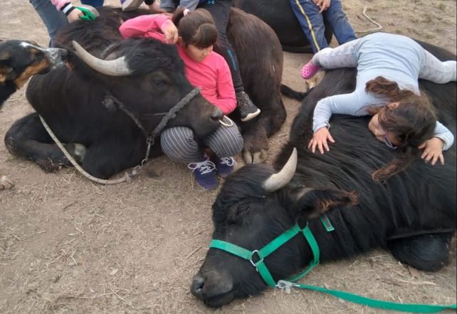 Bufaloterapia. En San Martín de las Escobas