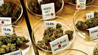 Más de 1.500 internados por los efectos de la marihuana sintética en Estados Unidos