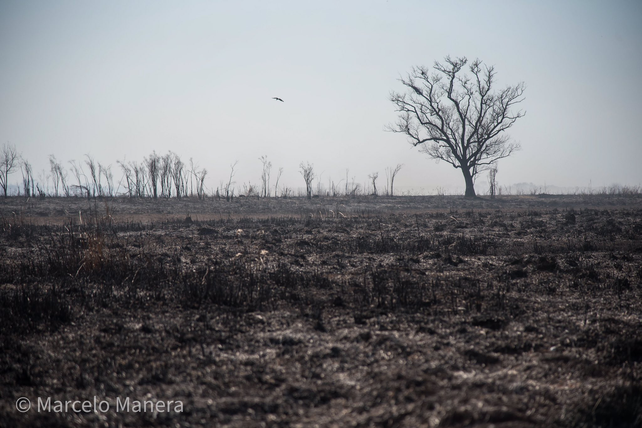 Incendios en las islas: un ratoncito que dice más que mil palabras